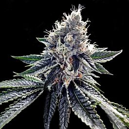DNA Genetics Sour Kosher Feminized