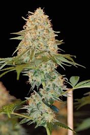 DNA Genetics LA Chocolat Feminized