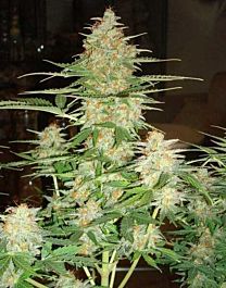 DNA Genetics 60 Day Wonder Auto-flowering Feminised