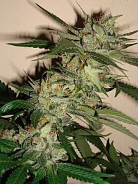 DNA Genetics Sleestack x Skunk Regular