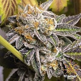 Flavour Chasers Do-Si-Dos Feminized