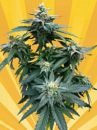 Freedom of Seeds Doctor Kush Feminized
