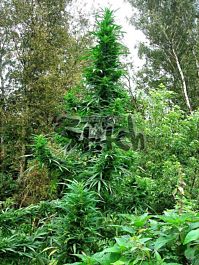 Flash Auto-Flowering Seeds Doctor Shiva Auto Feminized