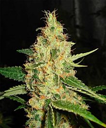 Karma Genetics Dominator Regular