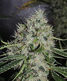 Karma Genetics Dominator x Biker LTD Regular