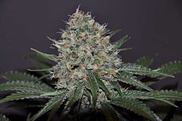 Allstar Genetics Don Tangelo Feminized