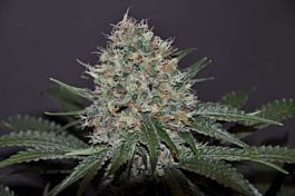 Allstar Genetics Don Tangelo Regular