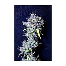 Tropical Seeds Double Zamal Regular