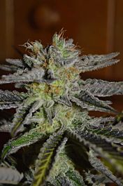 G13 Labs Double Black Feminized