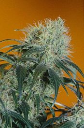 Delta 9 Labs Double Kush Regular
