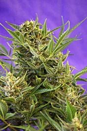 Sweet Seeds Double White Feminised