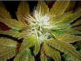 Magus Genetics Double Dutch Regular
