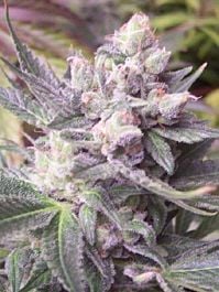 Hazeman Seeds Double White Cheese Regular