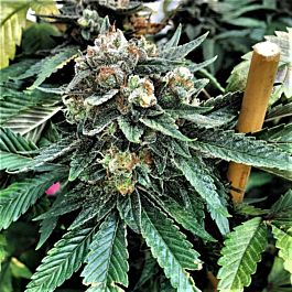 Mosca Seeds Double Zero OGK Feminized