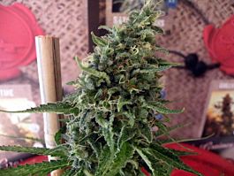 French Touch Seeds Douce Nuit Feminized