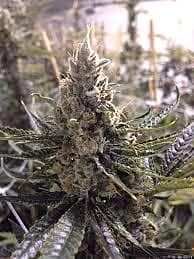 Cannaventure Seeds Urkle Berry II Regular