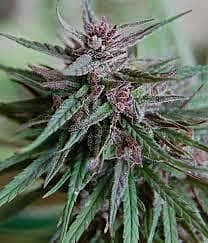 KC Brains Bahia Black Head Feminised