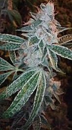 DNA Genetics Lemon OG Kush Feminized