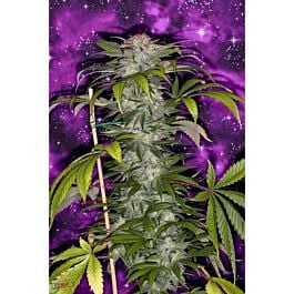 TGA SubCool Genetics Deep Purple Regular