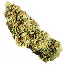 Humboldt Seeds Dr Greenthumb's Em-Dog Feminised