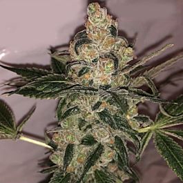 Dr Krippling Auto Mix B Feminized