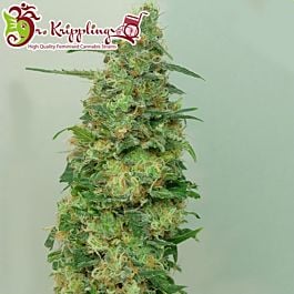 Dr Krippling Chemdog Millionaire Feminized