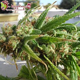 Dr Krippling Ganj-nam Style Feminized