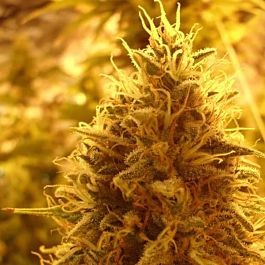 Dr Krippling Ganj Of New York Feminized