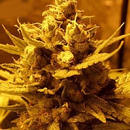 Dr Krippling Pak-Man Feminized