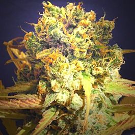 Original Sensible Seeds Dr. Bruce Bannner CBD Feminized