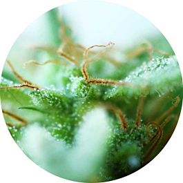 Top Tao Seeds Dr Tao Sativa Regular