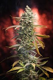 Homegrown Natural Wonders Dr. Who Regular Cannabis