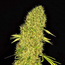 Dready Seeds Mango Jack Feminised