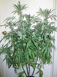 Bodhi Seeds Dragon Fruit Regular