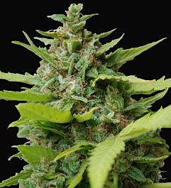 SAMSARA Kiss Dragon Feminized