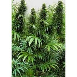 Holy Smoke Seeds Drakensberg Regular