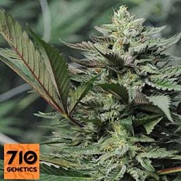 710 Dreamcatcher Feminized