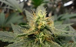 Bodhi Seeds Dream Lotus Regular
