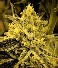 Dankonomics Genetics Dream Stardawg Regular