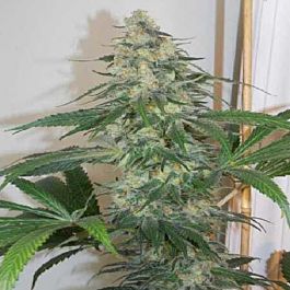 Bodhi Seeds Dream Beaver Regular
