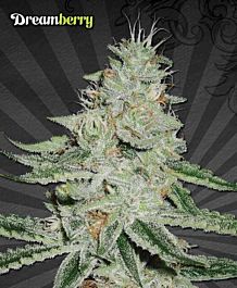 Auto Seeds Dreamberry Auto Feminized