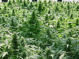 Mr Nice Seedbank Dreamtime Regular