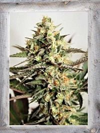 Garden of Green Dresden Green Diamond Feminized