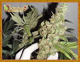 Dr Krippling Afghan Cow Feminized
