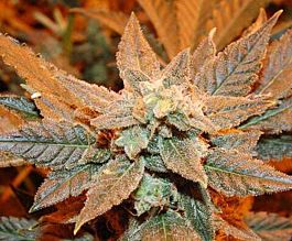 Dready Seeds White Jack Feminised
