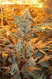 Dready Seeds Auto Jack - Auto Flowering Feminised