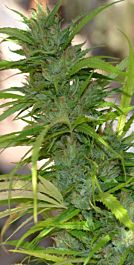 CannaBioGen Auto CBG Feminized