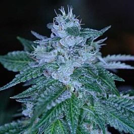 Archive Seeds RudeBoi OG Regular