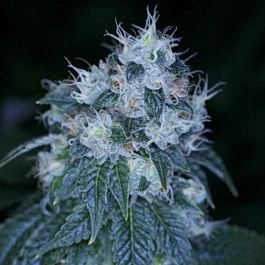 Archive Seeds HazMat OG Regular