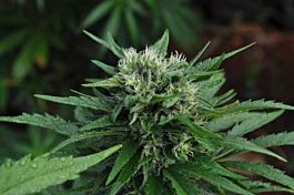 Mr Nice Seedbank U2 Regular